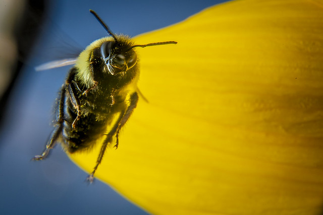 Bee Better Certification program certifies pollinatorfriendly