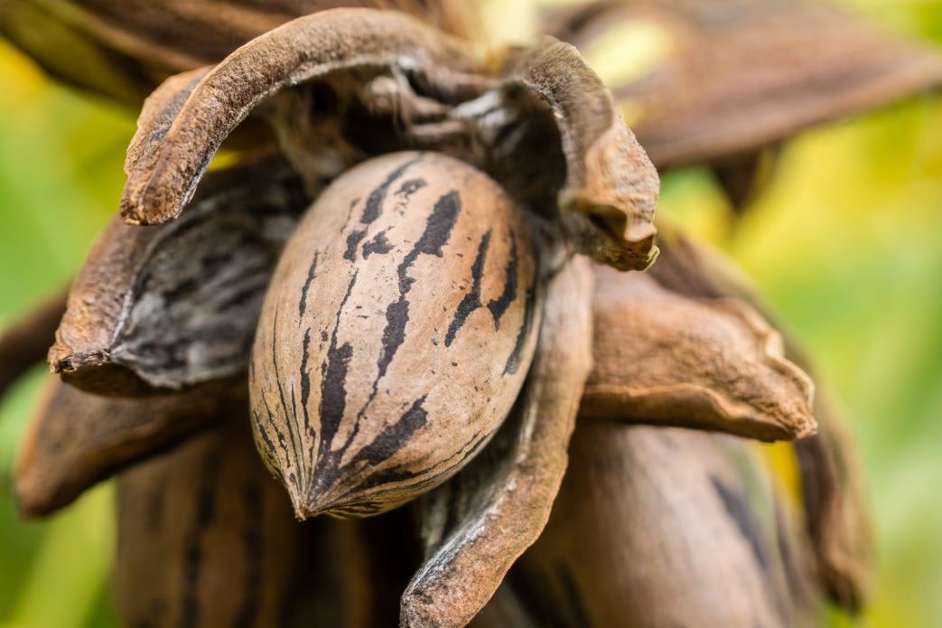 texas-pecan-production-below-average-demand-remains-strong-national