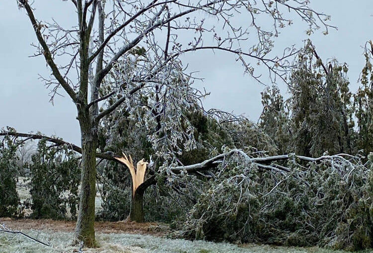 Ice storm damage to a pecan orchard.