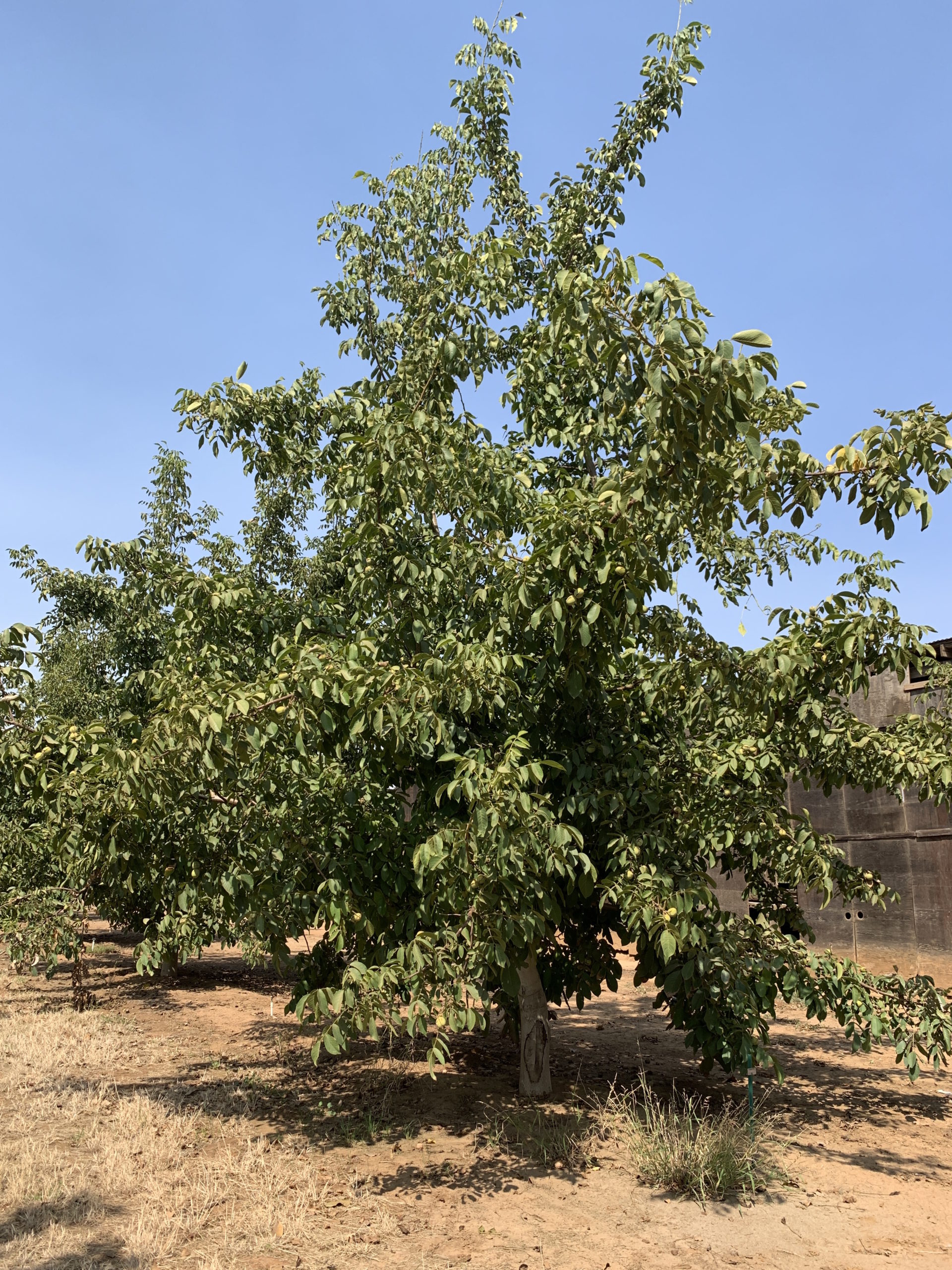 The ‘UC Wolfskill’ walnut will allow earlier harvest National Nut Grower