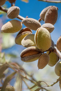 Close-up of ripening almond in almond tree branch