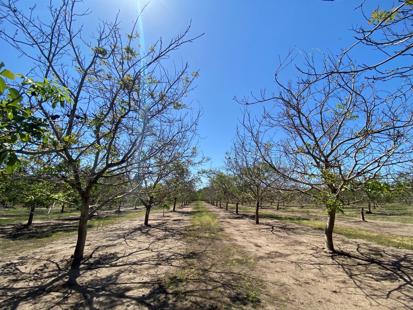 November 2020 Another major autumn freeze in California walnuts