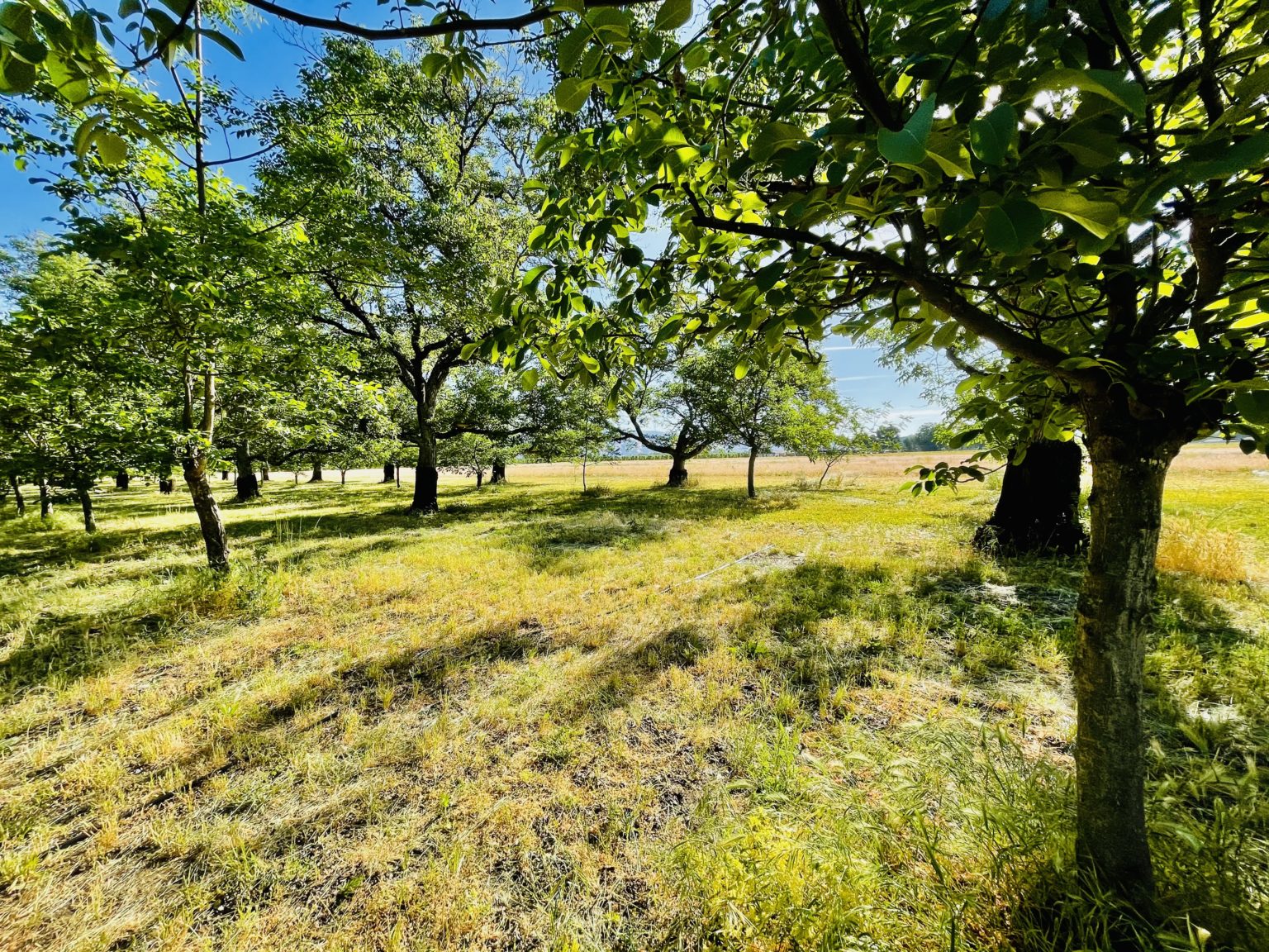 last-fall-s-freezing-weather-will-reduce-walnut-harvest-national-nut