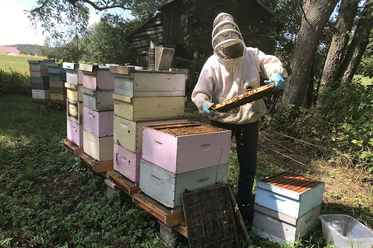 Almond growers news of the arrival of bees National Nut Grower