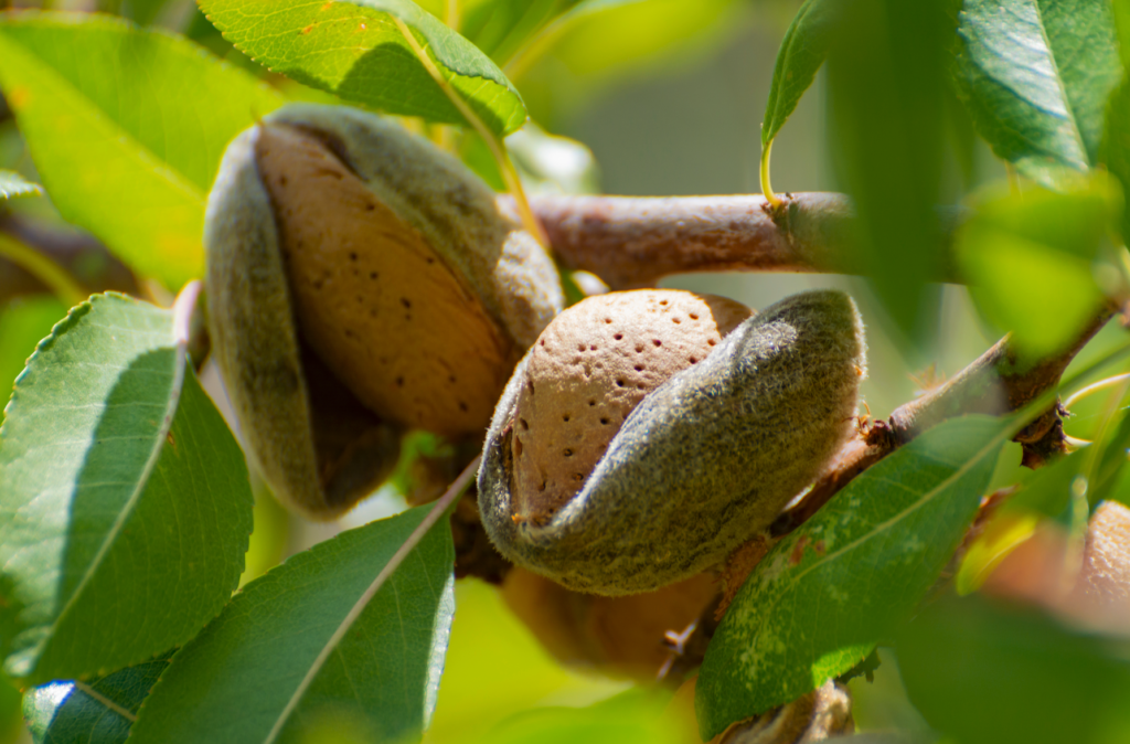 Almond Image