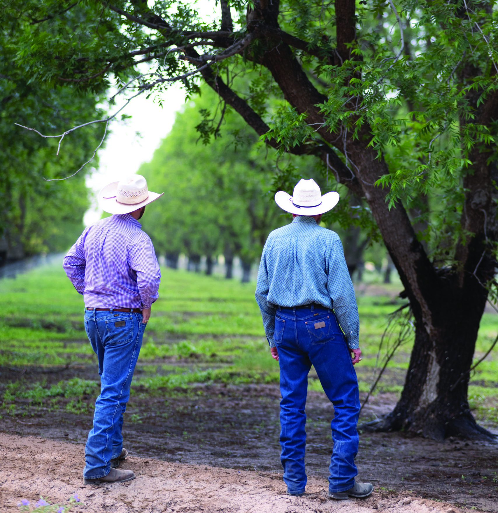 Extensive water monitoring at Belding Farms National Nut Grower