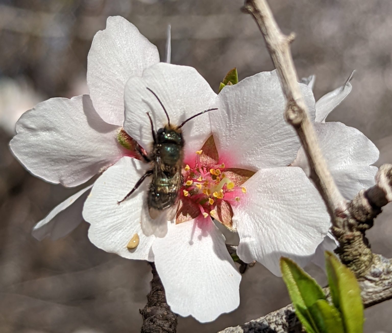 The bees and the bees Researching copollination National Nut Grower