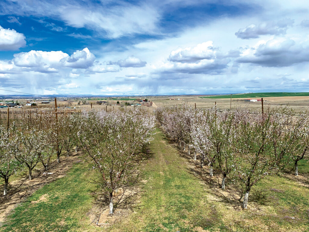 The University of Idaho research Orchard