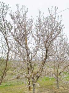 Peerless almond variety in bloom at The University of Idaho research Orchard
