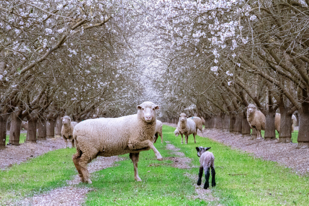 The Almond Project - Animal Integration in California Almond Orchard