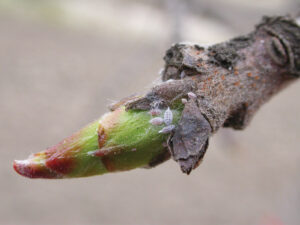Gill’s mealybug on green pistachio tip