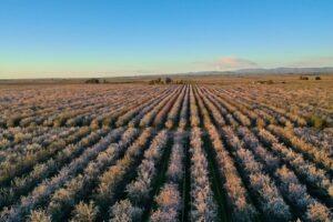 The KIND Almond Acres Initiative