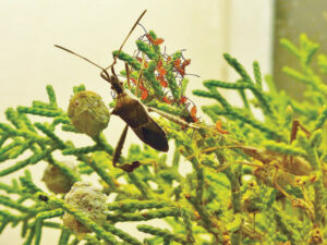 Leaffooted plant bug