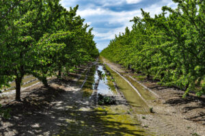 Saturated Soils in Western Stanislaus County. Photo: Blue Diamond Growers.