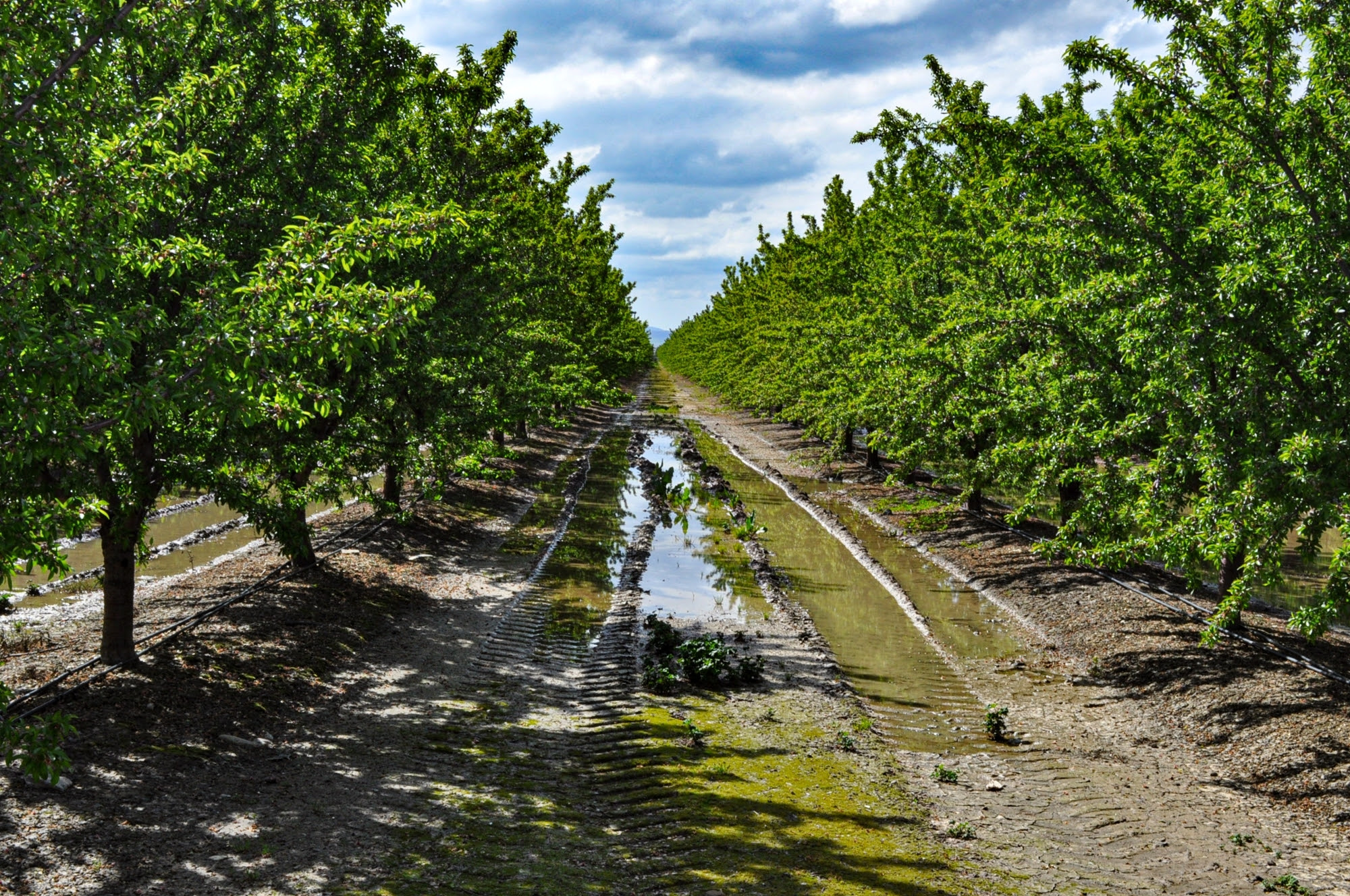 Blue Diamond releases latest Crop Progress Report National Nut Grower