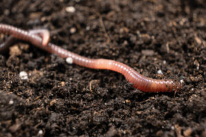 Earth worm moving on top of soil