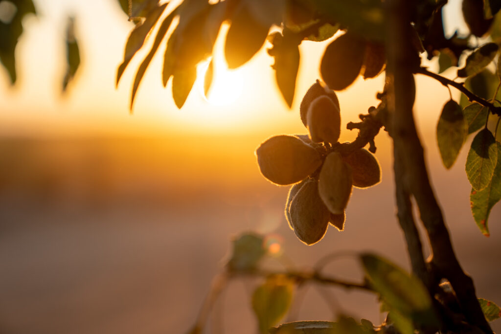 An almond tree at sunrise. Photo courtesy of the Almond Board of California.