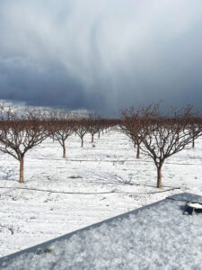Hail damage to orchards