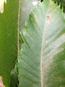 Bronzing and dusty leaf surface caused by European red mite activity