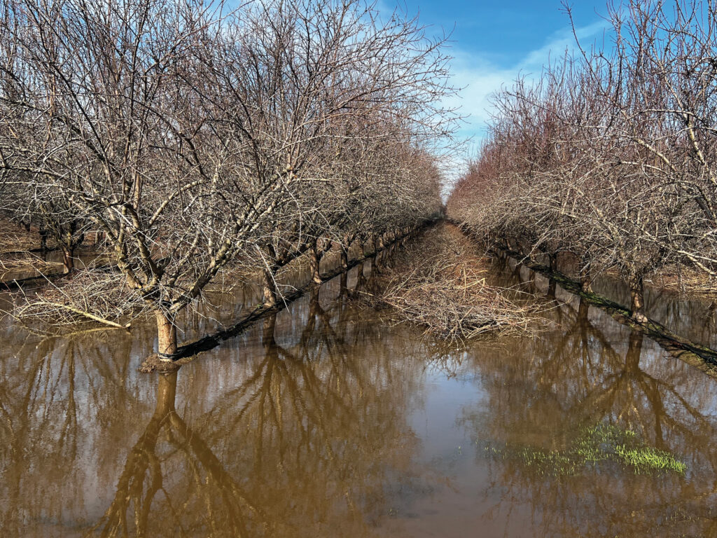 Flooded almond orchard. Photo taken by Brent Holtz, Ph.D