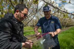 plant pathology in a cherry orchard