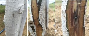 Black stem borer damage on chestnut trees