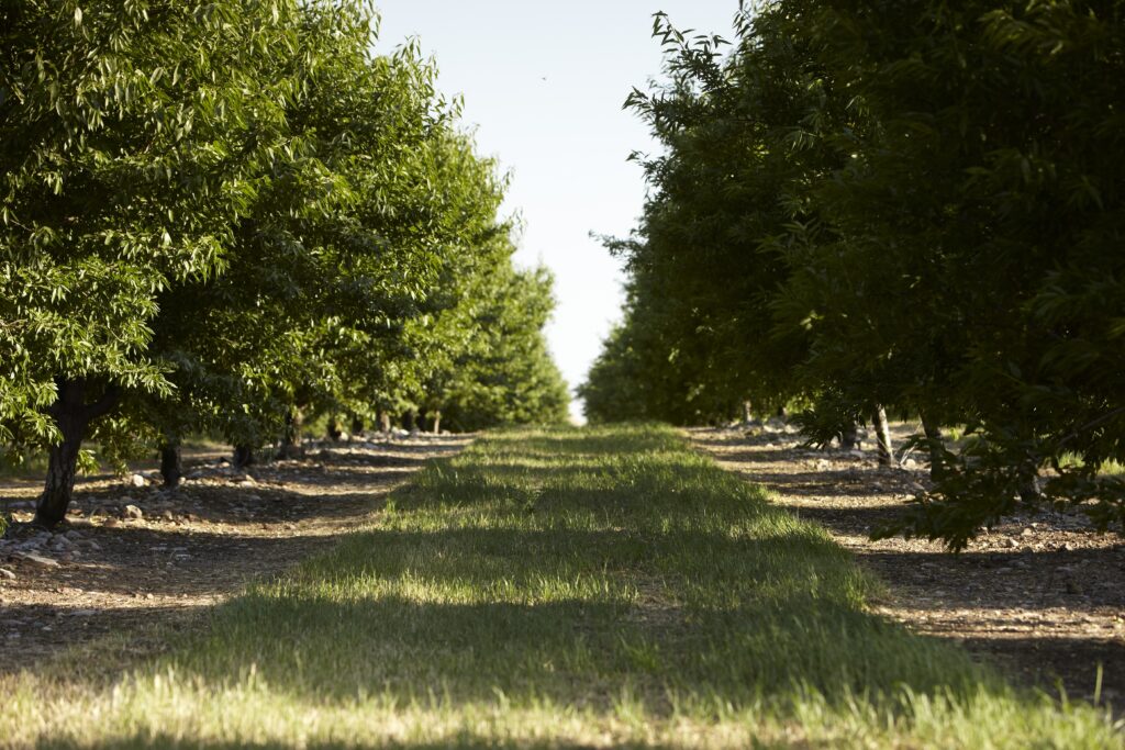 California almond orchard. Photo courtesy of the Almond Board of California.