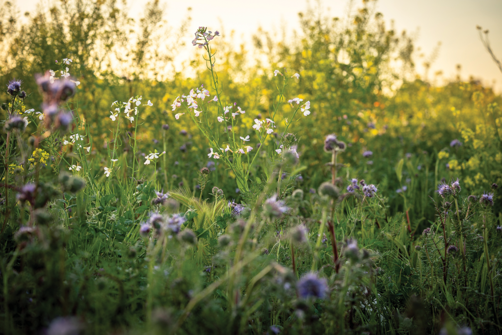 Flowering cover crops.