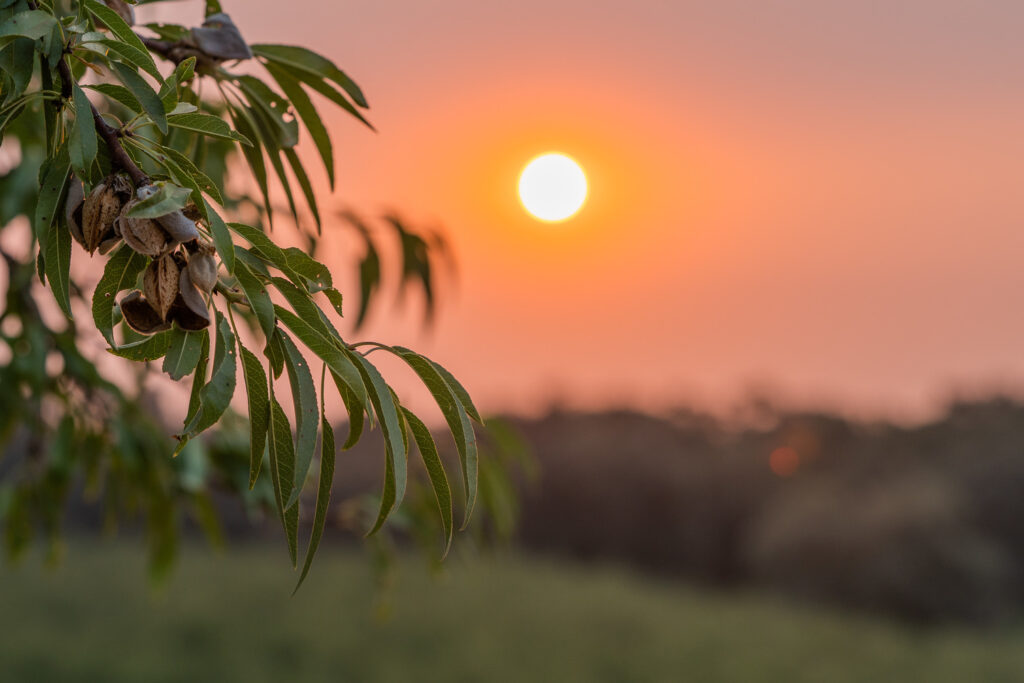 Almonds at sunset. Photo courtesy of Almond Board of California.