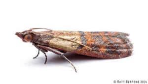 Plodia interpunctella also known as Indian Meal Moth