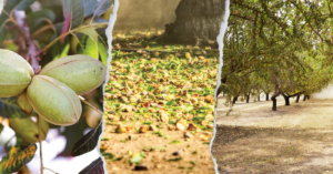 Pecan, pistachio and almond trees WP Feature image