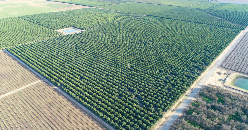 Aerial view of crops taken from a drone.