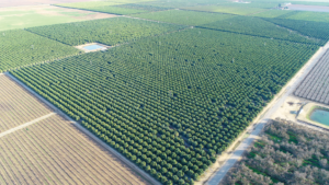 Aerial view of crops from a drone