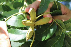 At his two central Texas orchards between Austin and San Antonio, Swift River Pecans grows native pecans like these.