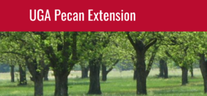 UGA pecan extension