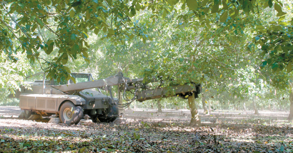 A tree shaker harvests walnuts in a San Joaquin County orchard. Thanks to milder summer temperatures and more rain this year, California walnut farmers agree their crop is much improved over the 2022 harvest. Their eyes remain on market prices and how much buyers are willing to pay. Photo by Ching Lee.