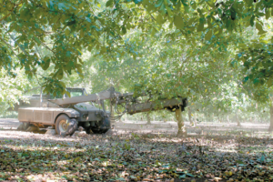 A tree shaker harvests walnuts in a San Joaquin County orchard. Thanks to milder summer temperatures and more rain this year, California walnut farmers agree their crop is much improved over the 2022 harvest. Their eyes remain on market prices and how much buyers are willing to pay. Photo by Ching Lee