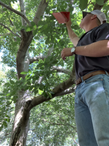 Randall Post checking Codling Moth traps at their Glenn County property.