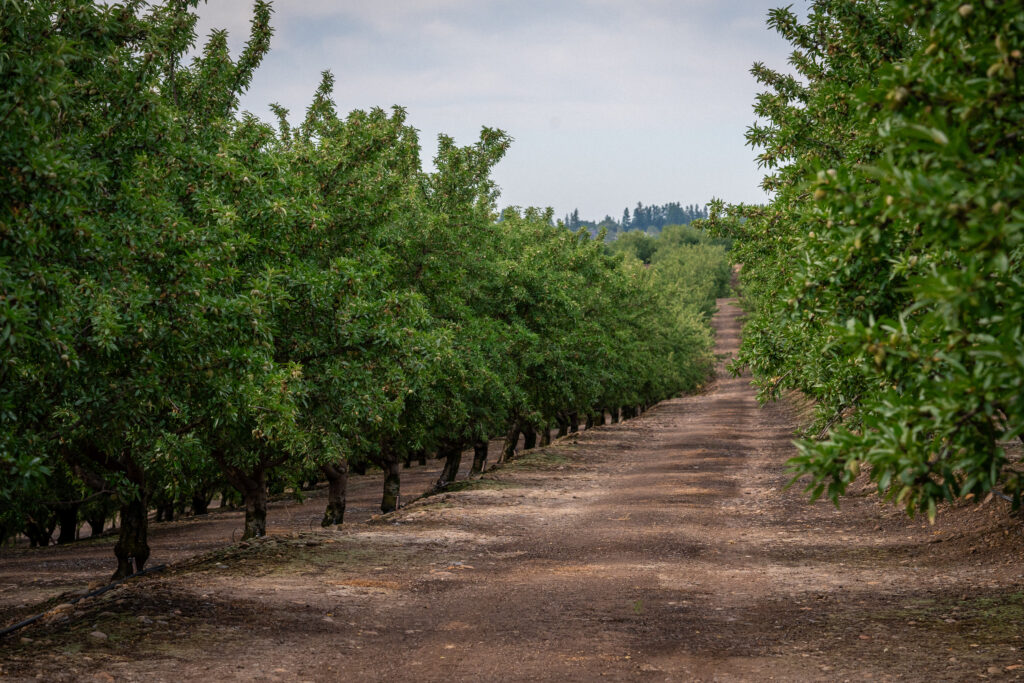 California almond orchard. Photo courtesy of Almond Board of California.