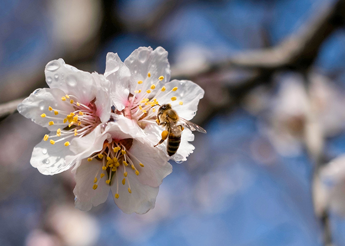 Honeybee on a blossom in the orchard