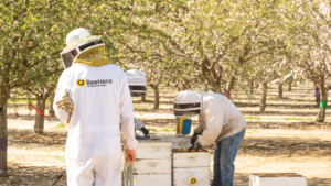 BeeHero's hive technology is being used in almond orchards, as shown in this image.