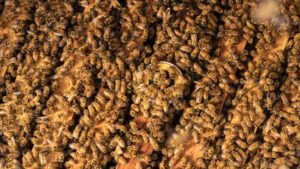 Honeybees shown here in the hive frame with BeeHero's sensor.
