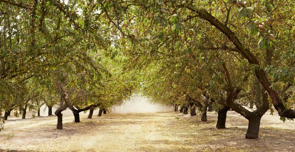 Sun peeking through trees in an almond orchard.