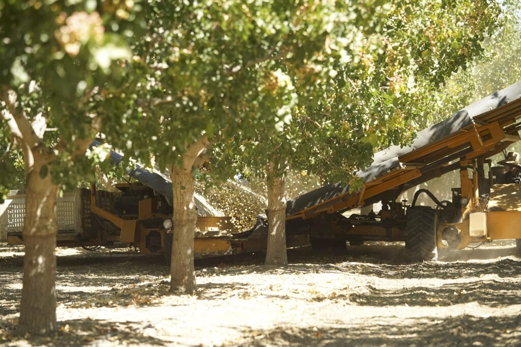 Pistachios being harvested.