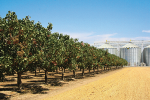 Setton Farm, pistachio grower featured in the National Nut Grower January/February 2024 issue