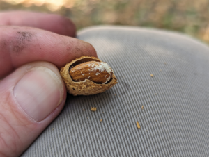 This almond has carpophilus damage. Photo by Houston Wilson, Dept. Entomology, UC Riverside.
