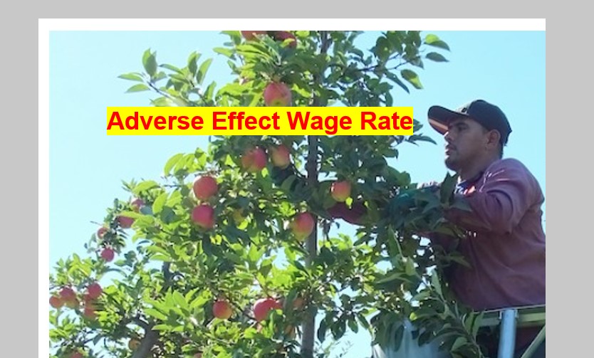 AEWR Adverse Effect Wage Rate