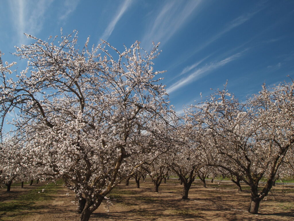 Almond orchard in bloom.