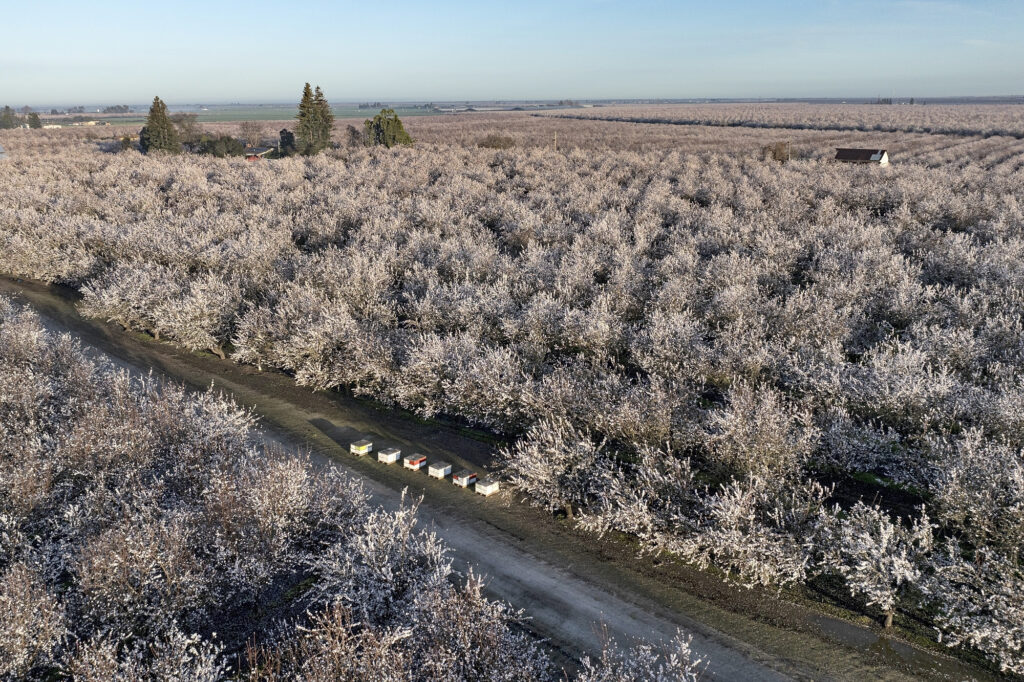 Almonds: Nonpareil, Carmel, and Bee Hives in San Joaquin County