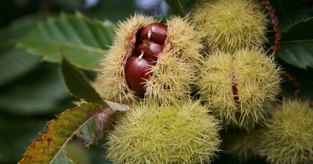 Chestnuts on a tree